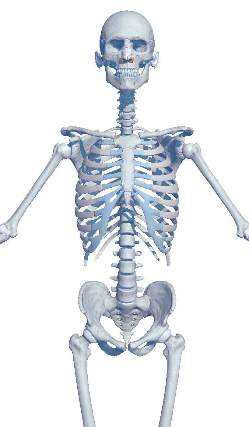 Skeletal