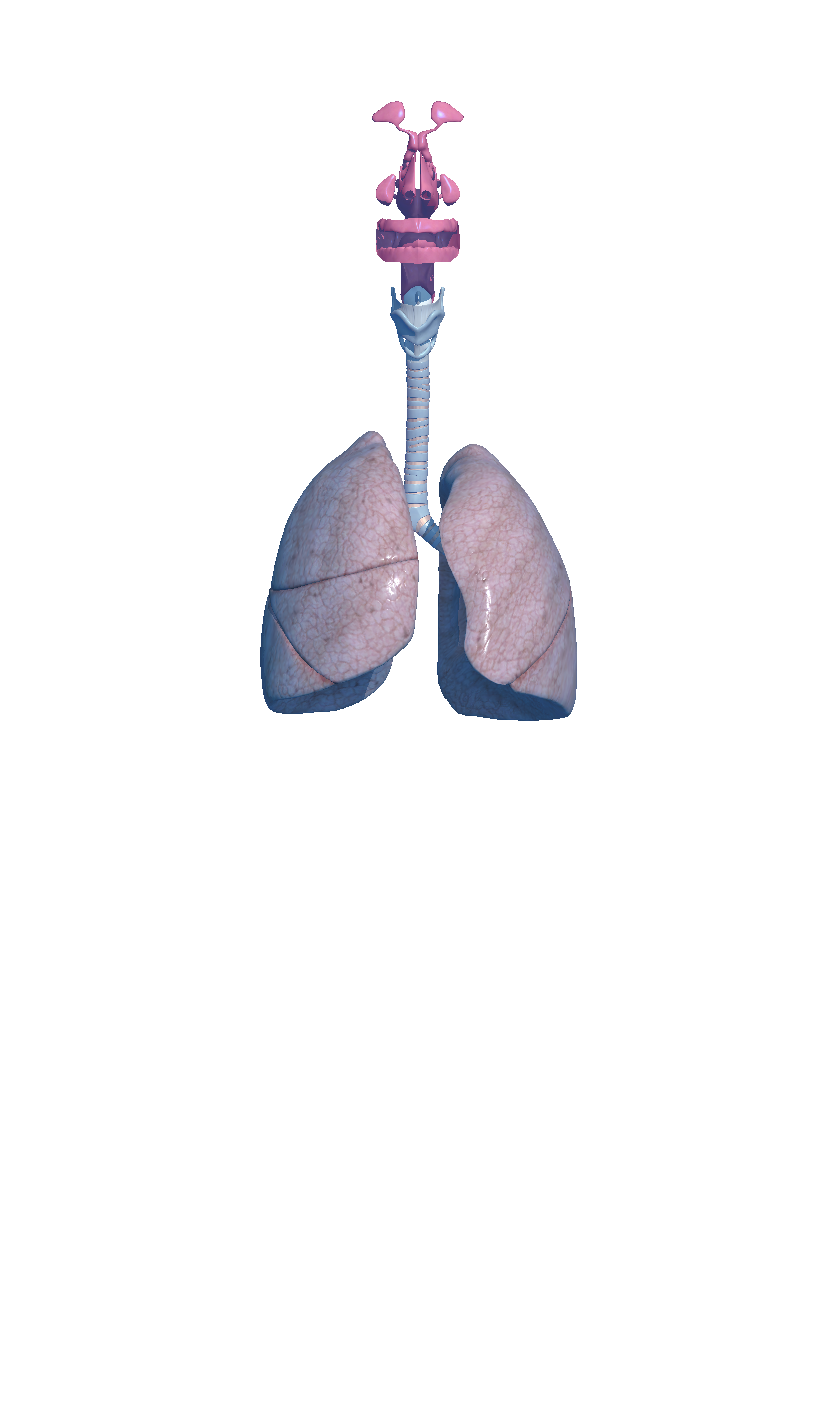 Respiratory
